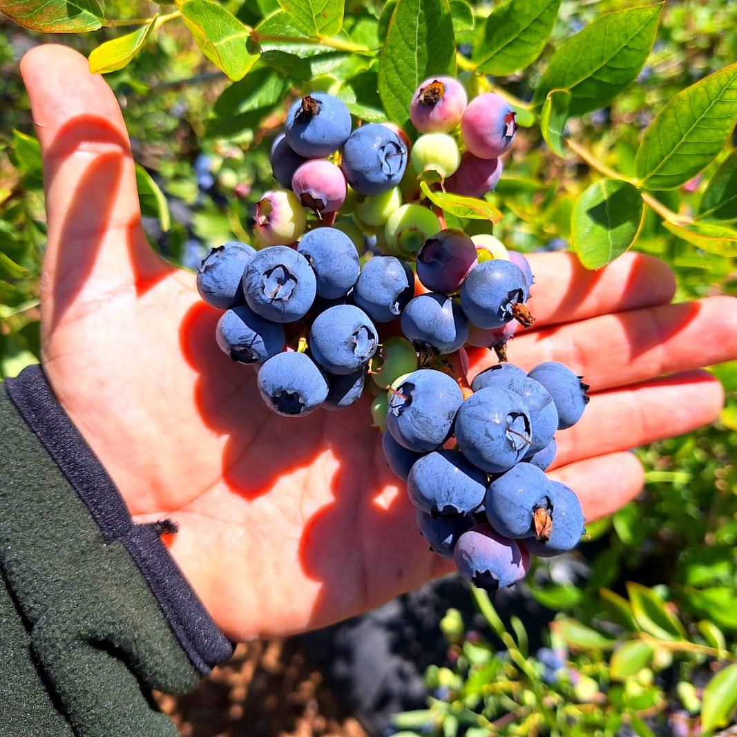 Racimo de arándanos en la mano, en un huerto del Valle del Maule