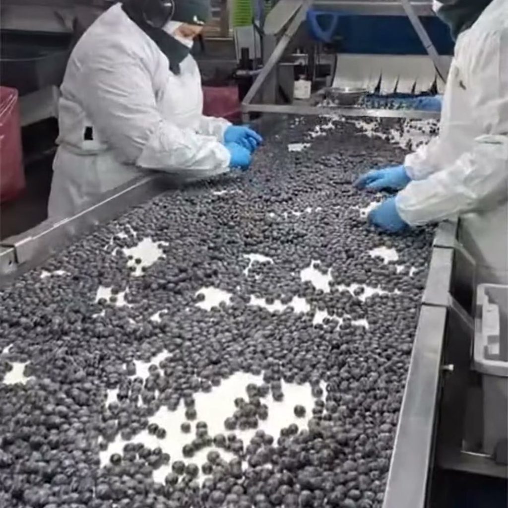 Línea de selección de arándanos en el packing